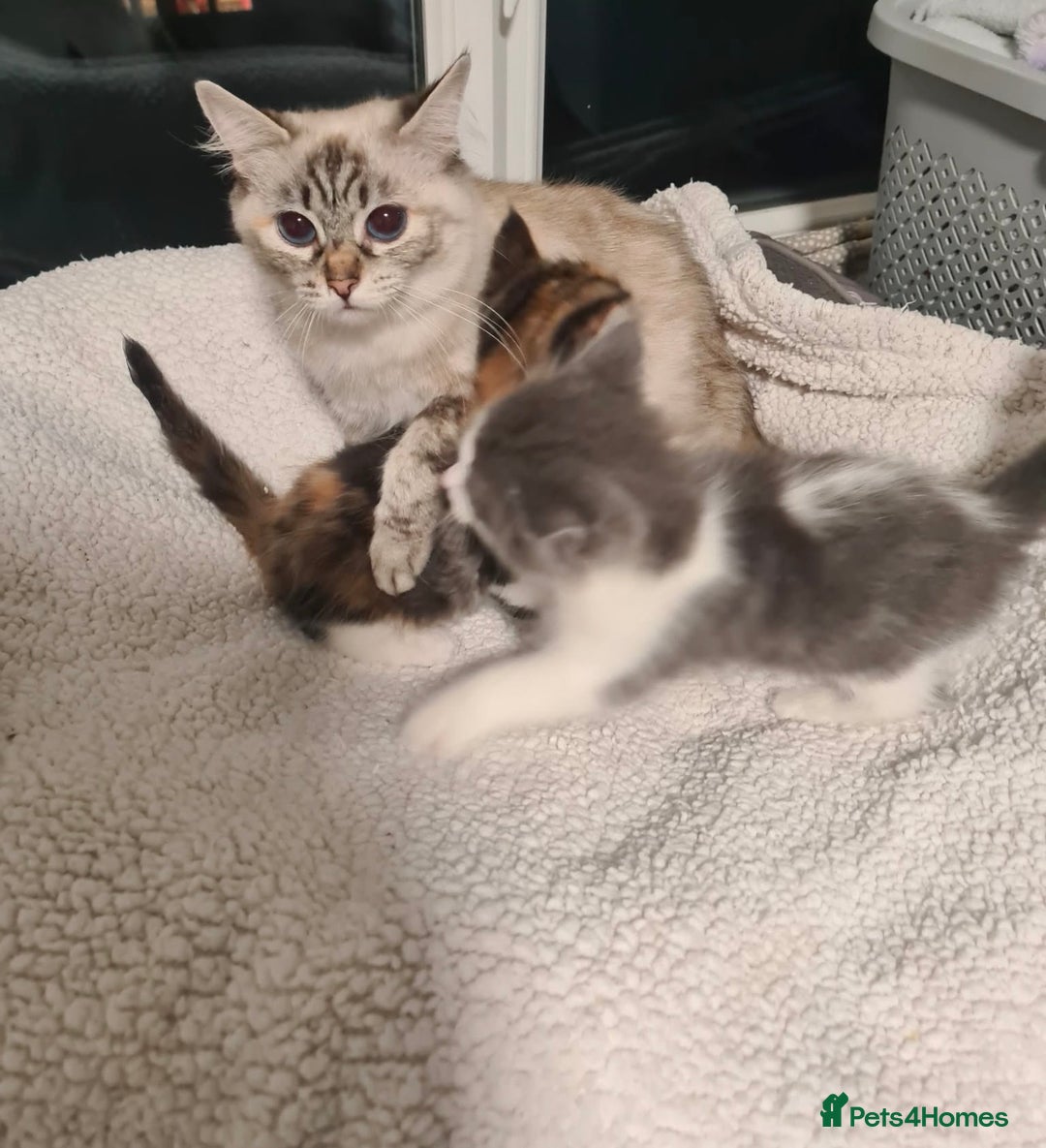 Ragdoll cats for sale: Stunning ragdoll x kittens  - Advert 14