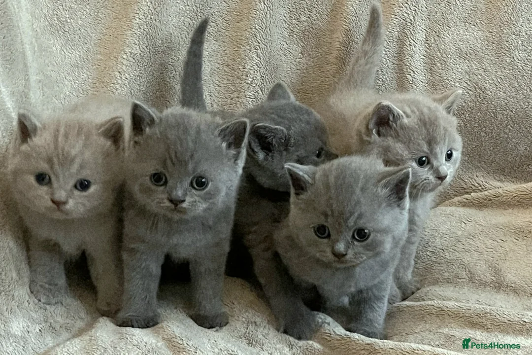 British Shorthair cats for sale: British Shorthair Kittens  - Advert 1
