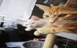Ragdoll cats for sale: Olaf and Nala - Image 7