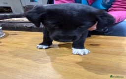 Borador dogs for sale: Collie cross Labrador  - Image 5