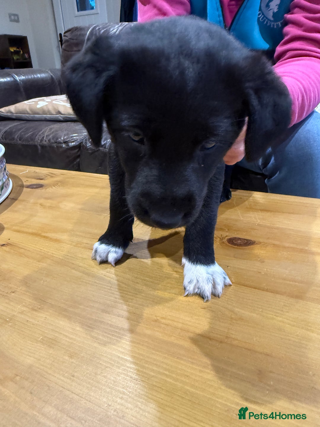 Borador dogs for sale: Collie cross Labrador  - Image 5