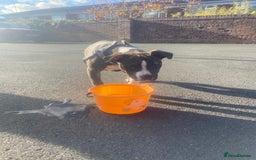 Alapaha Blue Blood Bulldog dogs for sale: Alapaha blue bulldog puppy  - Image 11