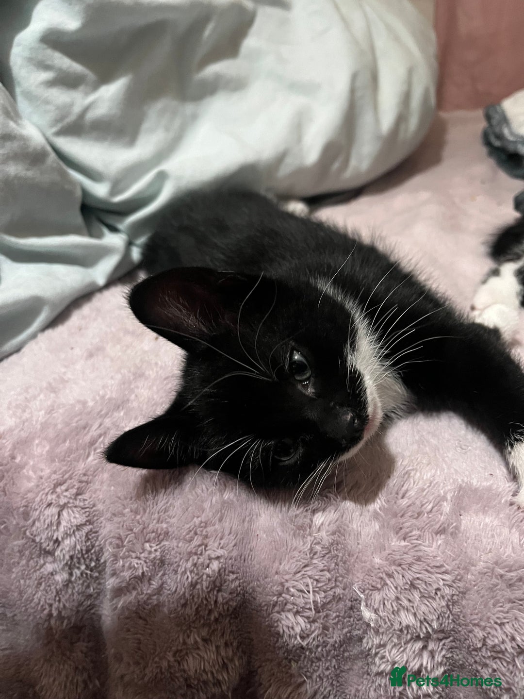 Mixed Breed cats for sale: 2 KITTENS 1 MALE 1 FEMALE  - Advert 3