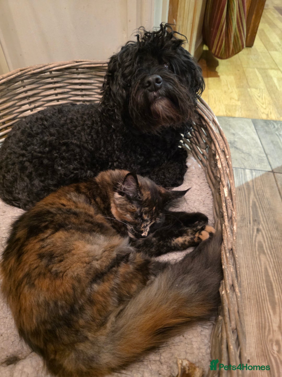 Maine Coon cats for sale: ❤️ Stunning ❤️ GCCF Registered Maine Coon Kittens - Image 7