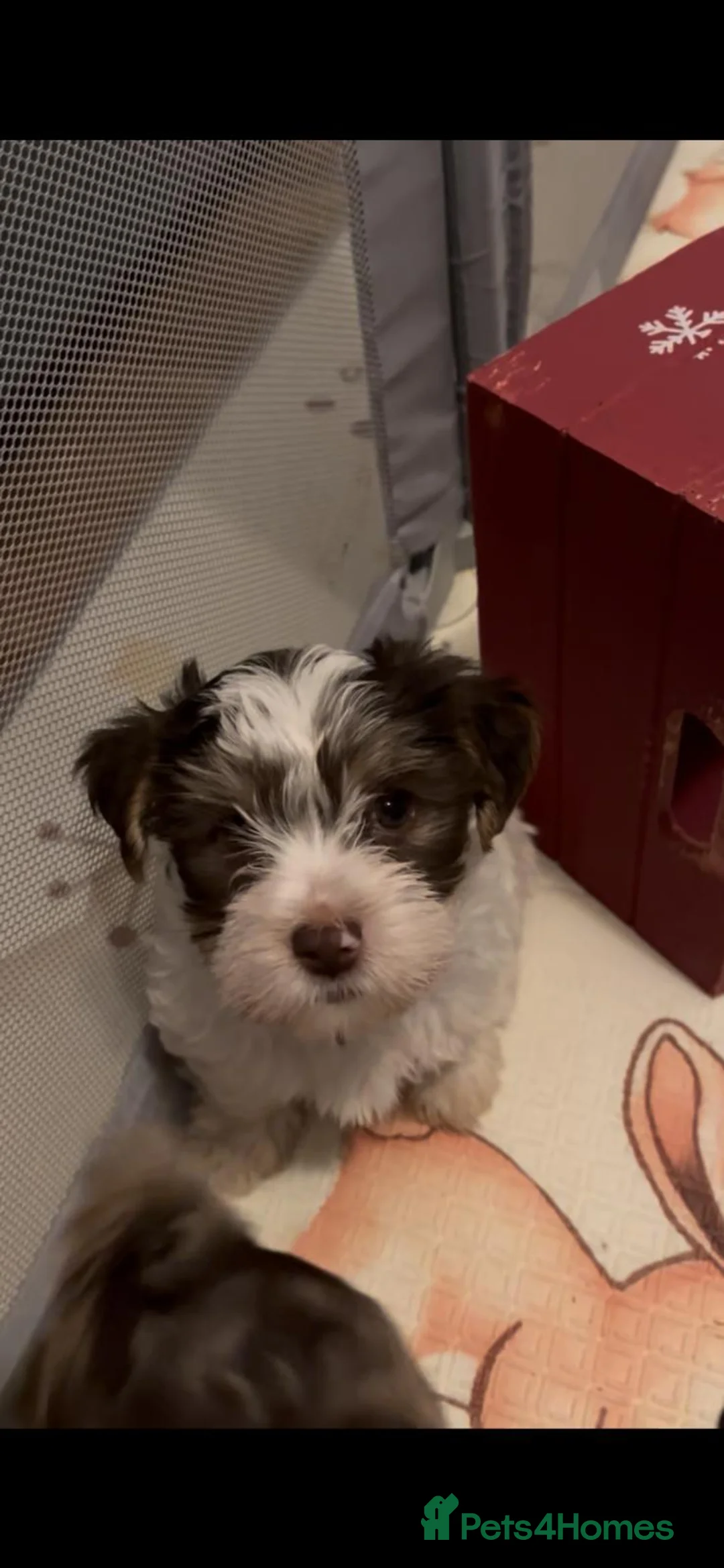 Yorkshire Terrier dogs for sale: READY NOW..PEDIGREE YORKSHIRE TERRIER FOR SALE - Advert 26