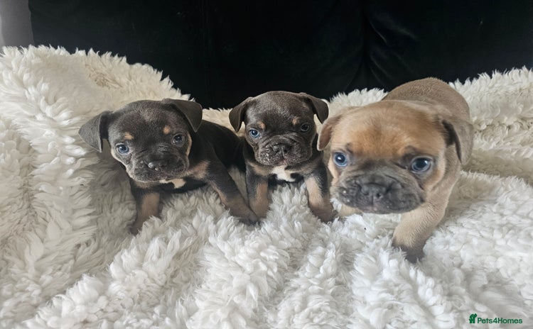 French Bulldog dogs - Advert 1