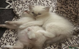 Ragdoll cats for sale: Beautiful kittens and lovely  - Image 3