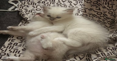 Ragdoll cats - Advert 3