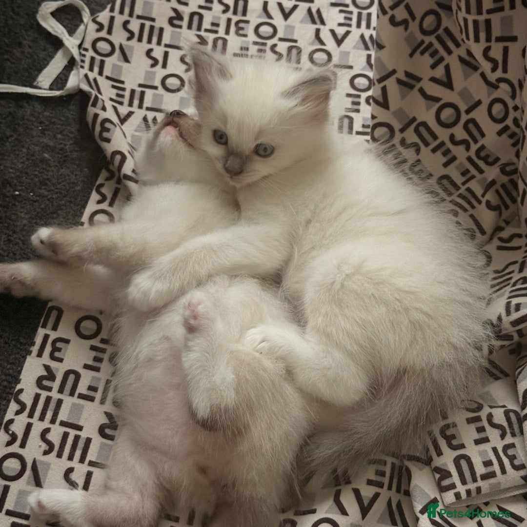Ragdoll cats for sale: Beautiful kittens and lovely  - Image 3