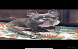 French Bulldog dogs for sale: 🐾 French Bulldog Puppy for Sale – Meet Bella! 🐾 - Image 3