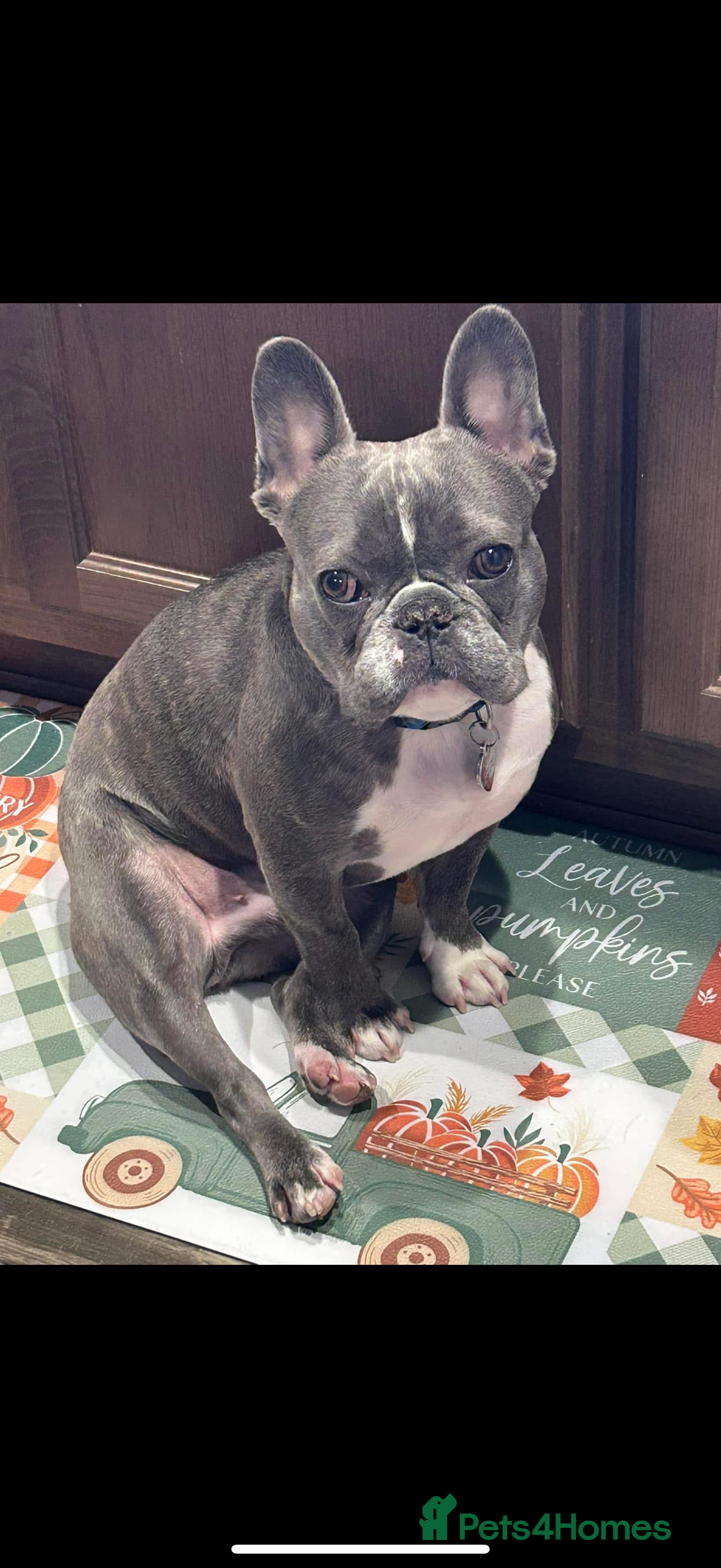 French Bulldog dogs for sale: 🐾 French Bulldog Puppy for Sale – Meet Bella! 🐾 - Image 3