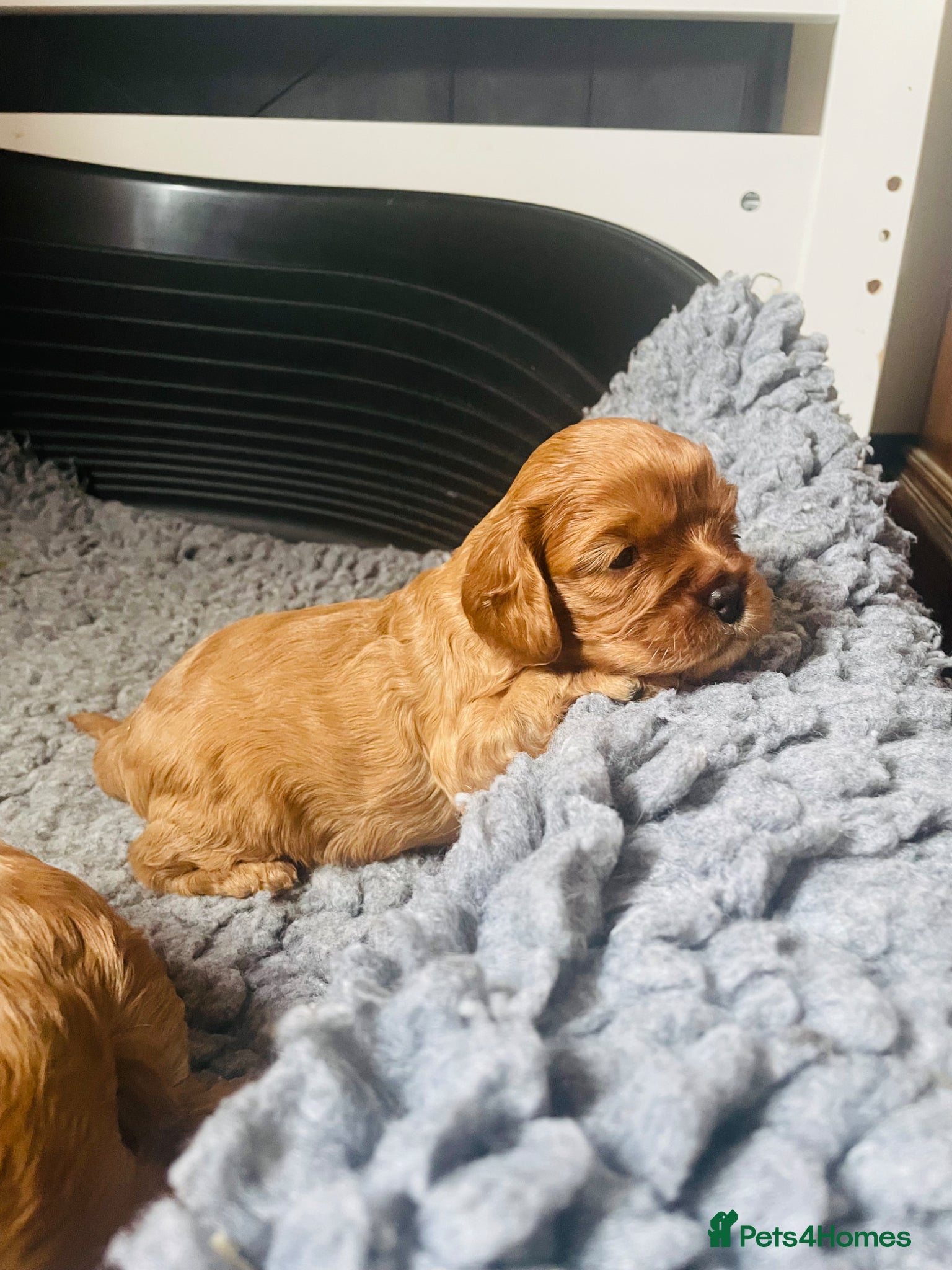 Cavalier King Charles Spaniel dogs for sale: King Charles cavalier babies  - Advert 21