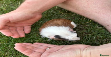 Guinea Pig rodents - Advert 5