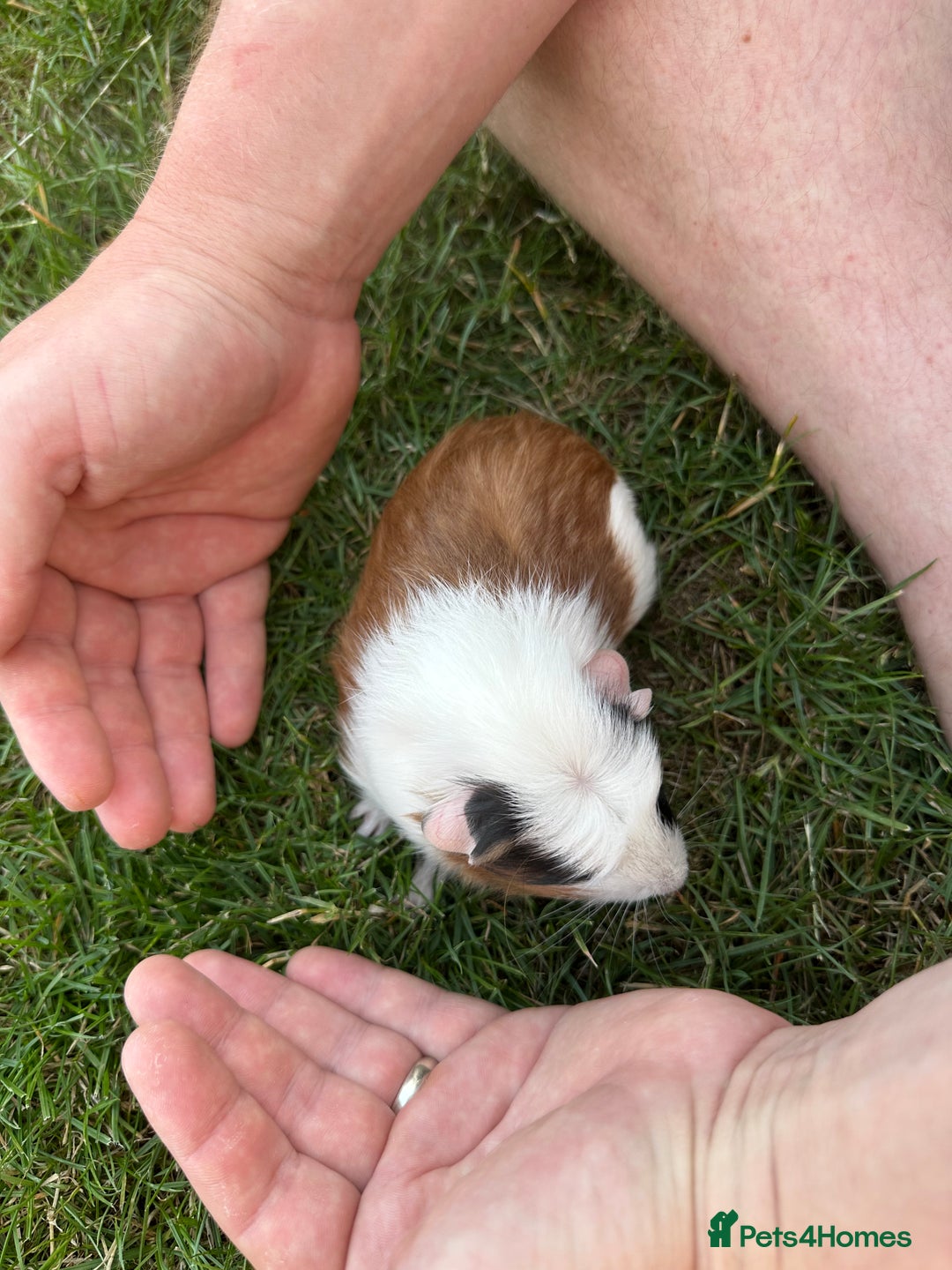 Guinea Pig rodents for sale: Single baby pigs seeking pairing.  - Image 2