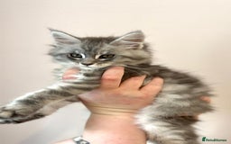 Maine Coon cats for sale: Beautiful mainecoon kittens - Image 3