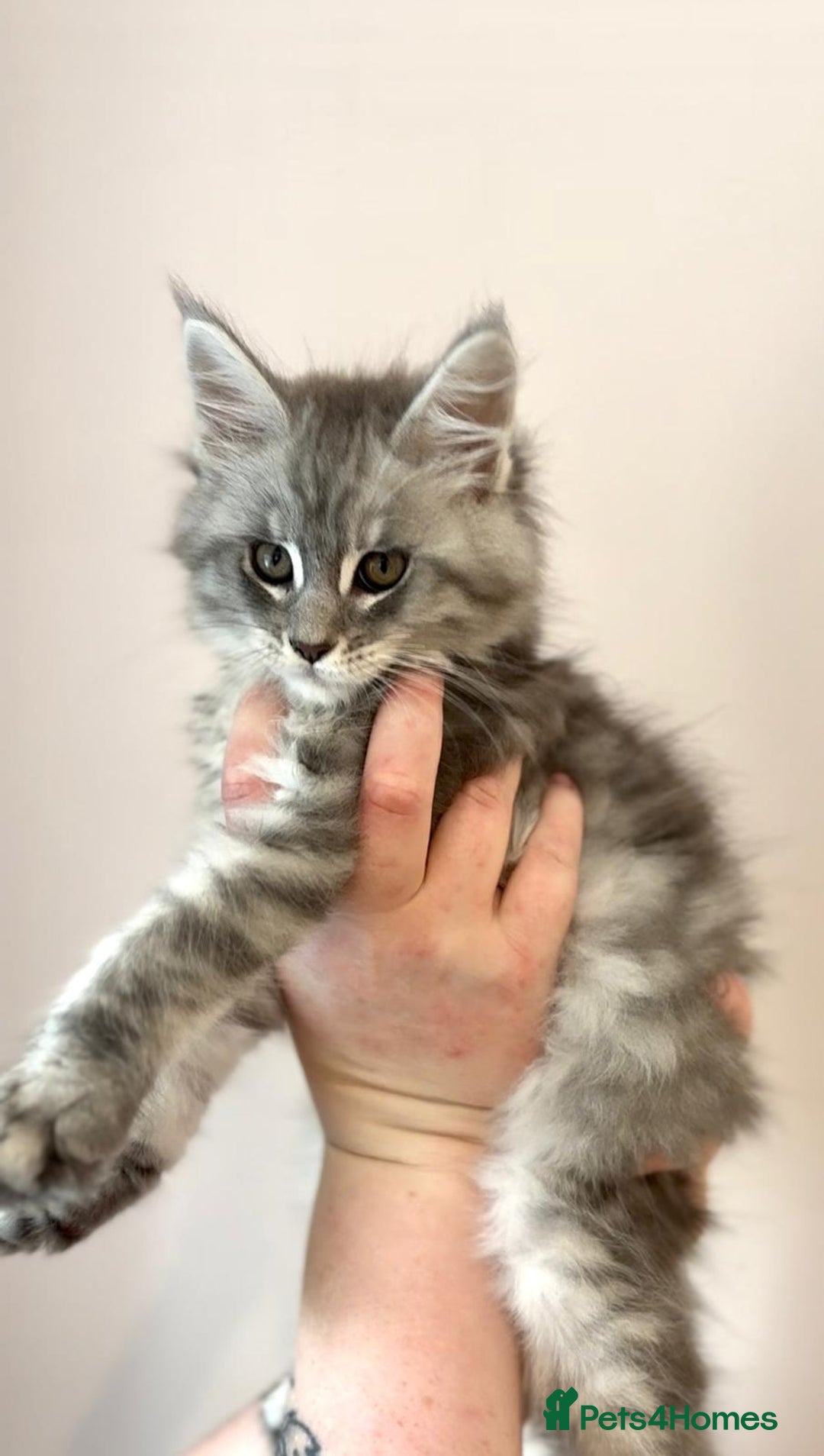 Maine Coon cats for sale: Beautiful mainecoon kittens - Image 3