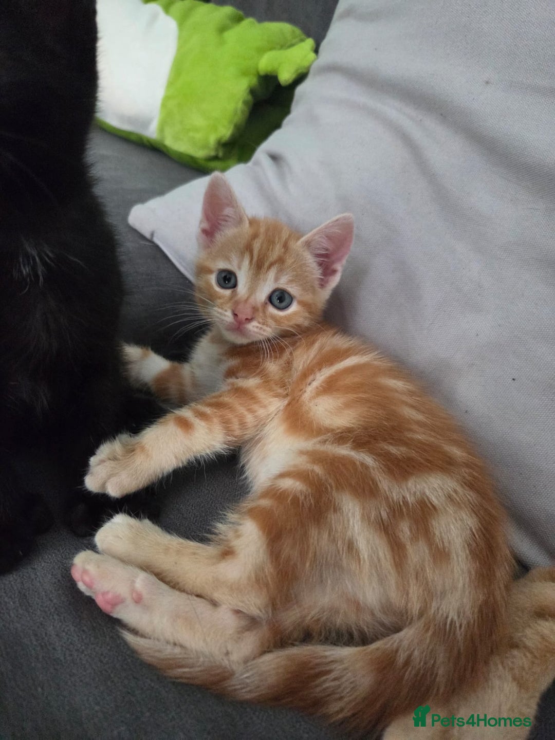 Mixed Breed cats for sale: Mixed breed females  - Image 6