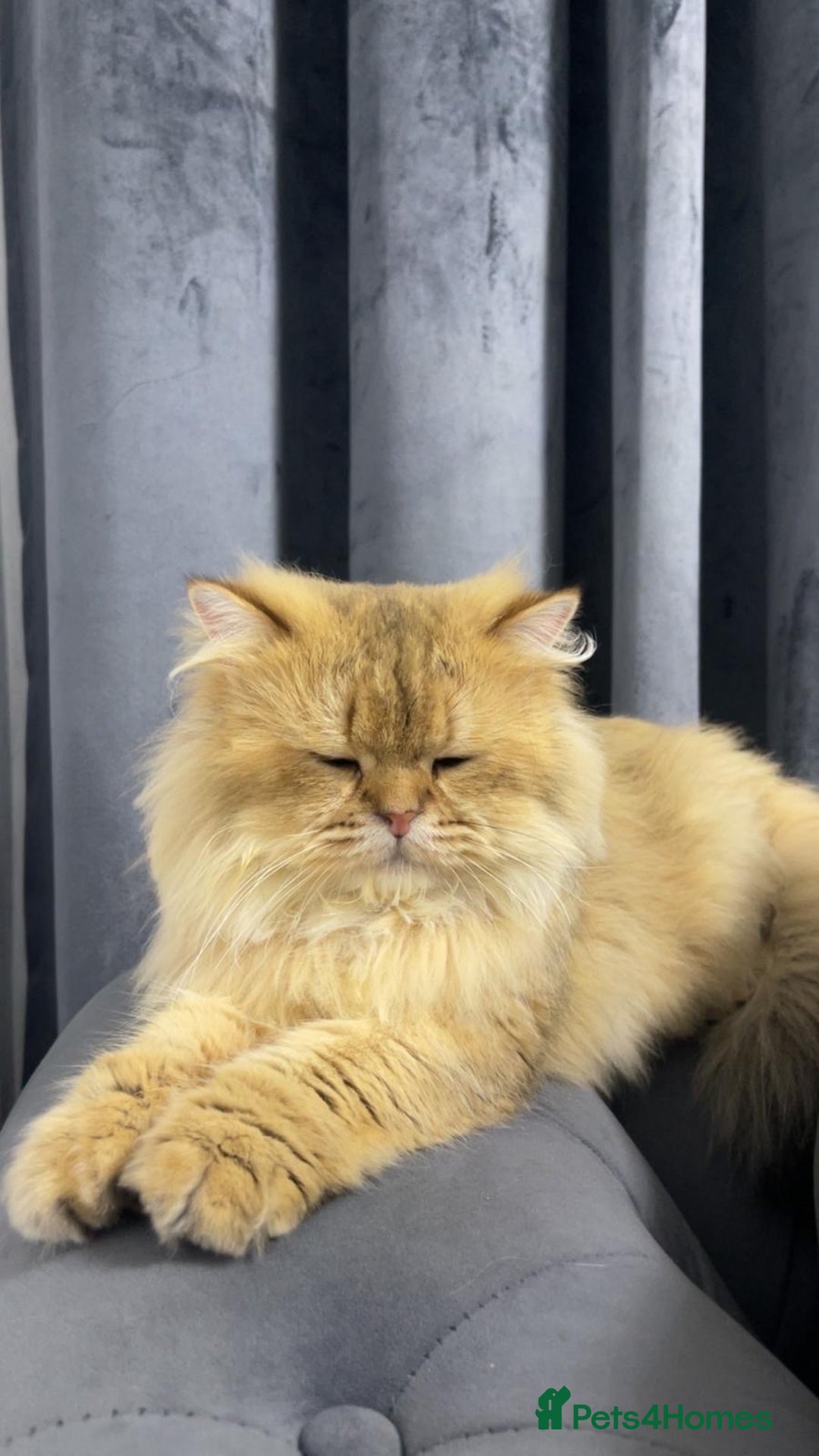 Persian cats for sale: Persian Male Cat  - Advert 2