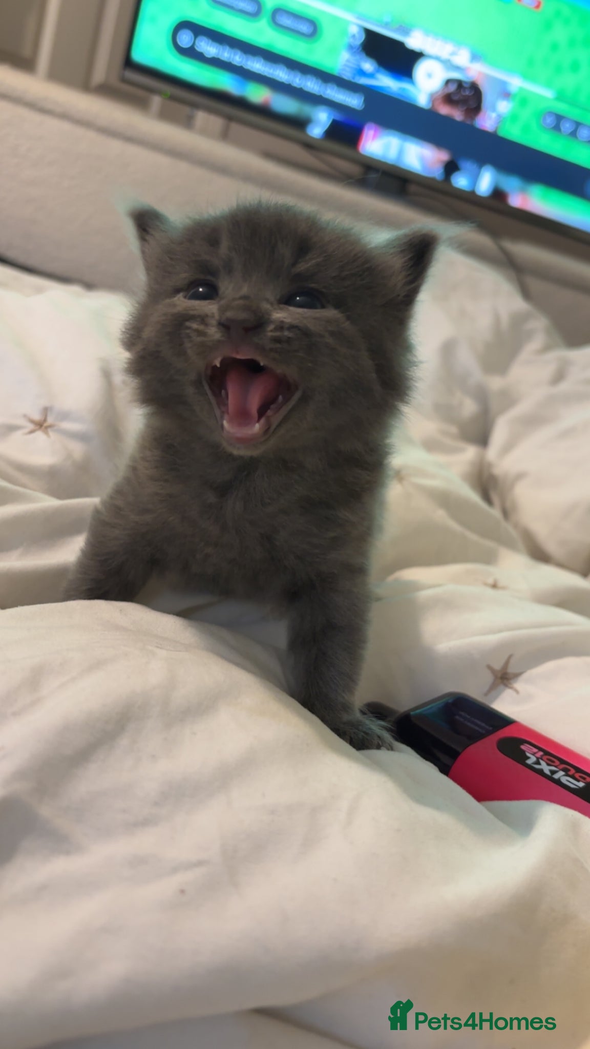 Ragdoll cats for sale: Ragdoll cross kittens for sale  - Advert 6