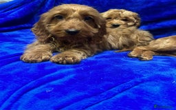 Cockapoo dogs for sale: Cockapoo - Image 8