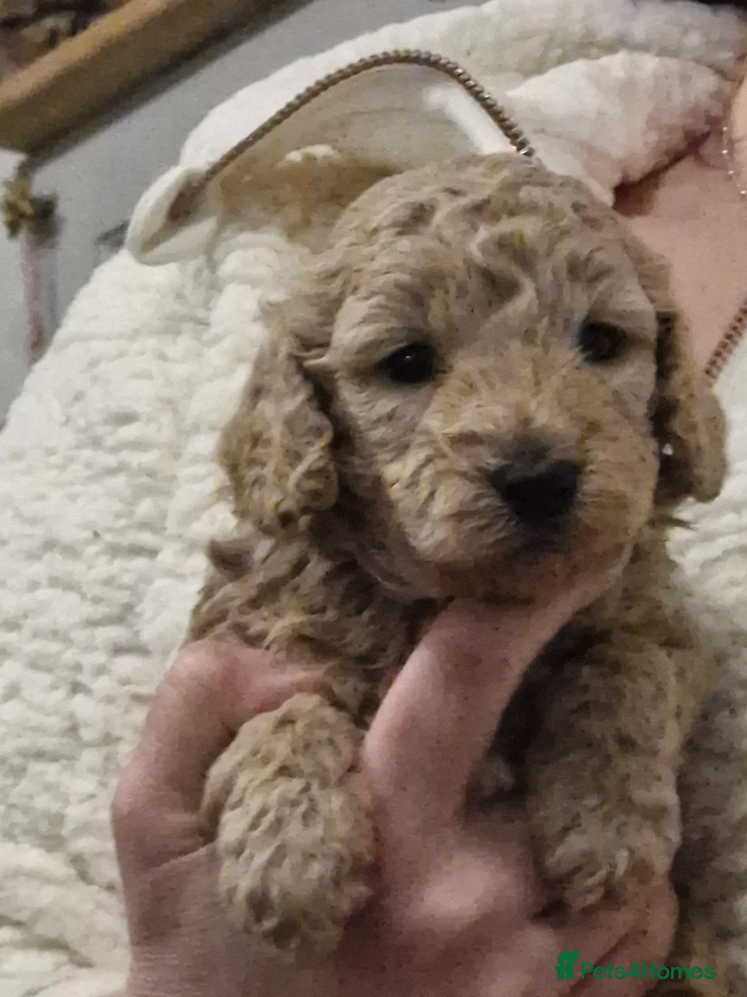 Cockapoo dogs for sale:  Cockapoo puppies F2B - Advert 23