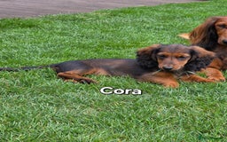 Dachshund dogs for sale: Red long-haired standard dachshund puppies - Image 11