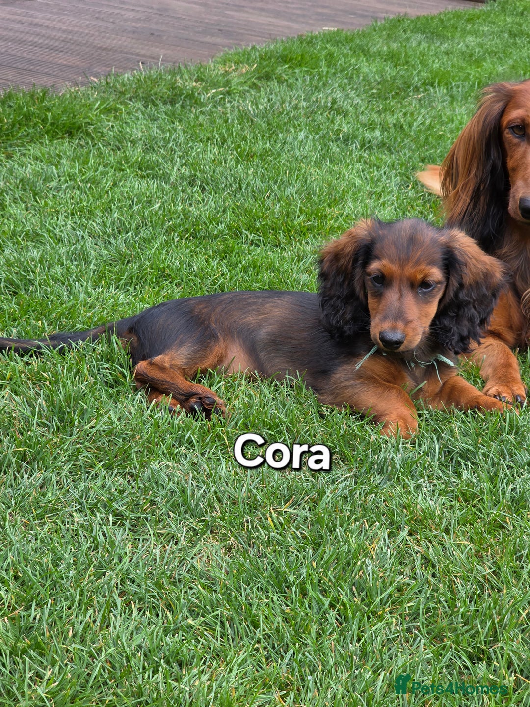 Dachshund dogs for sale: Red long-haired standard dachshund puppies - Image 11