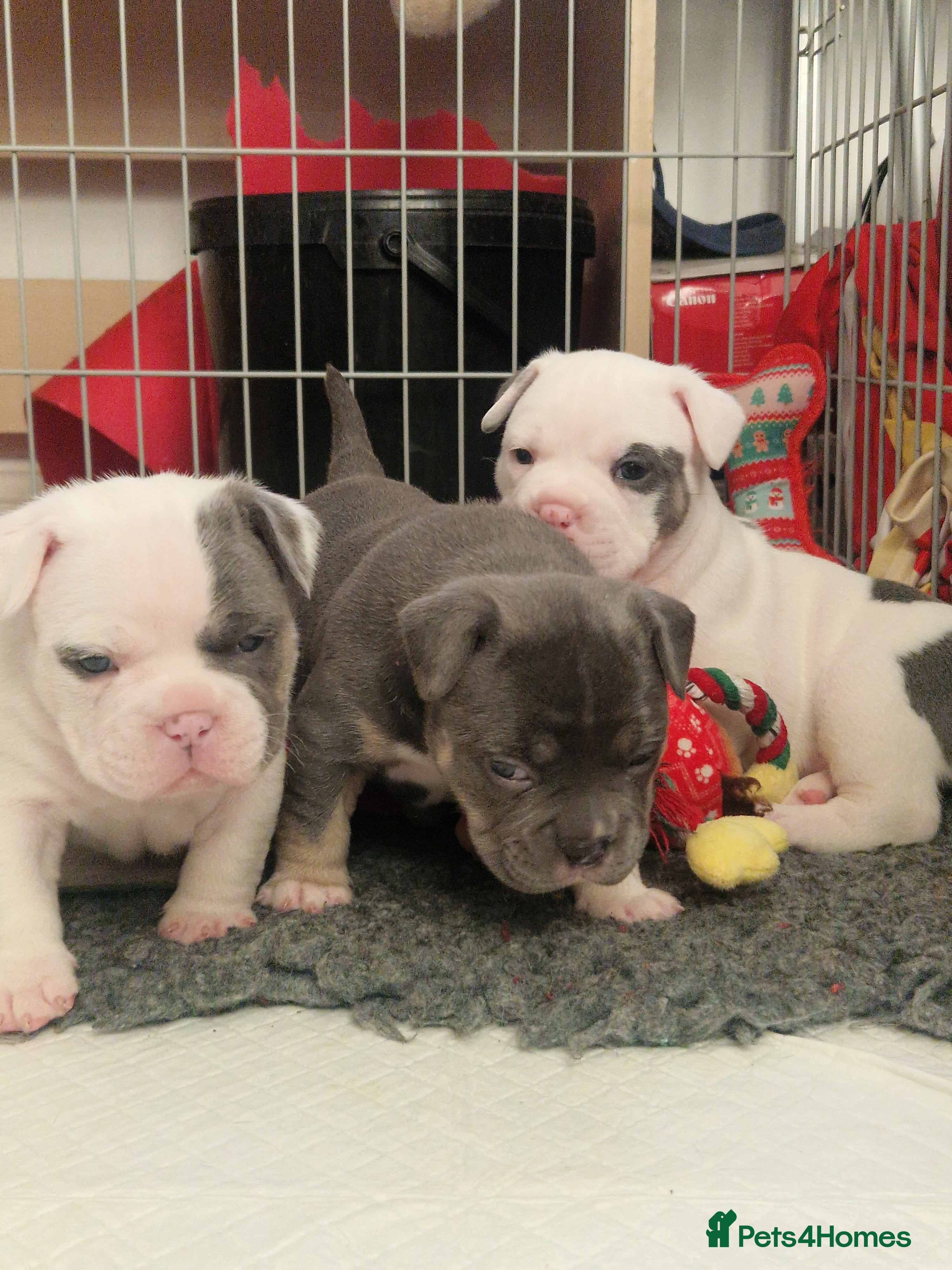 Mixed Breed dogs Micro bully / french bulldogs hybrids  - Advert 3