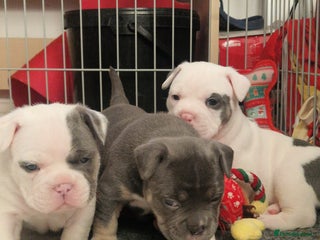 Mixed Breed dogs for sale: Micro bully / french bulldogs hybrids - Advert 1