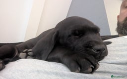 Labrador Retriever dogs for sale: Labrador Puppys ( 3 ) - Image 1