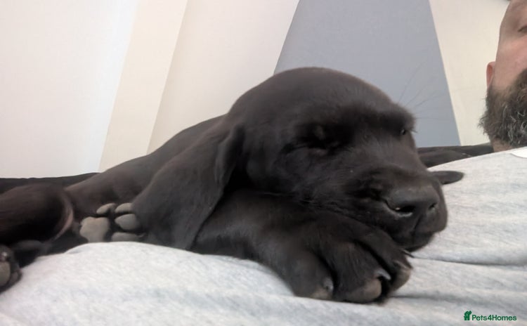 Labrador Retriever dogs - Advert 1