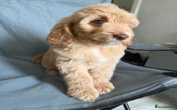 Cockapoo dogs for sale: F2 cockapoo puppies 🐶 ❤️ - Image 26
