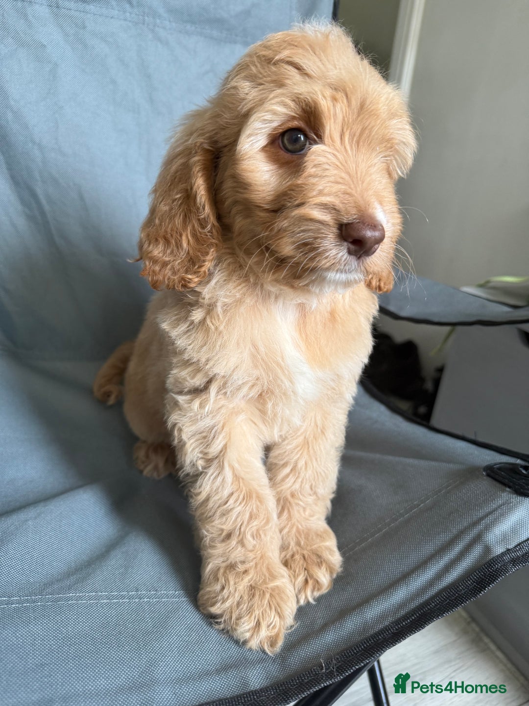 Cockapoo dogs for sale: F2 cockapoo puppies 🐶 ❤️ - Image 26