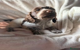 Sprocker dogs for sale: unbelievably marked sprockers 😍 - Image 36