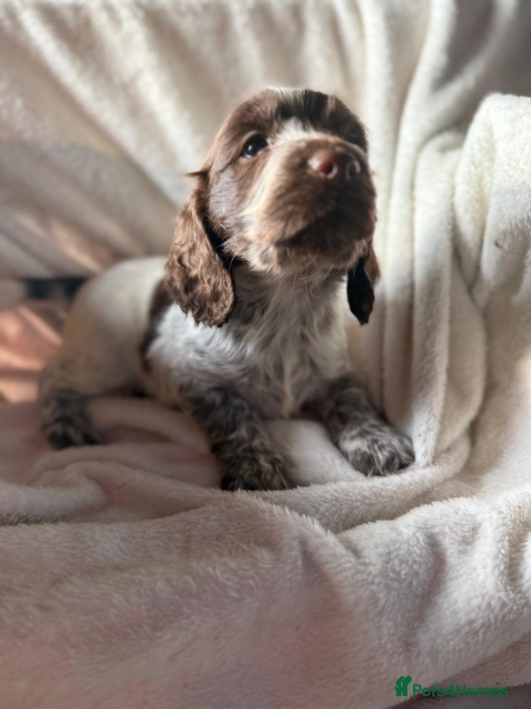 Sprocker dogs for sale: unbelievably marked sprockers 😍 - Image 36