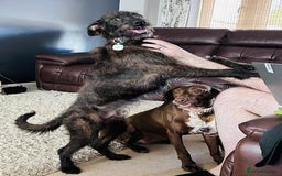 Whippet dogs for sale: Whippet Lurcher - Image 19