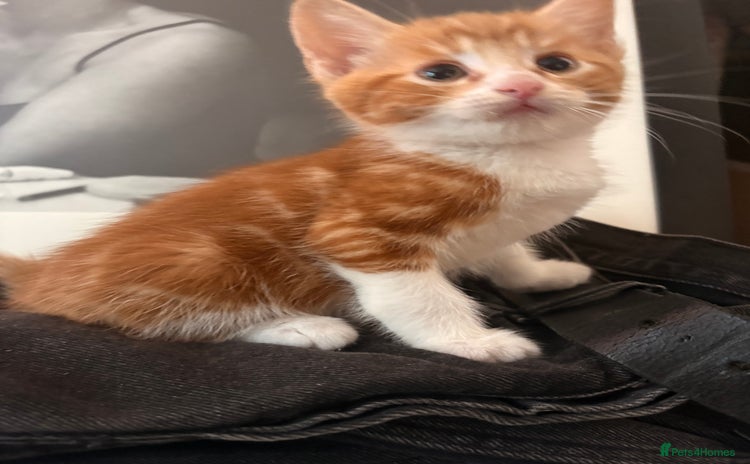 Domestic Shorthair cats - Advert 3