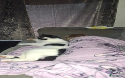 Mixed Breed cats for sale: Beautiful black and white cat - Advert 2