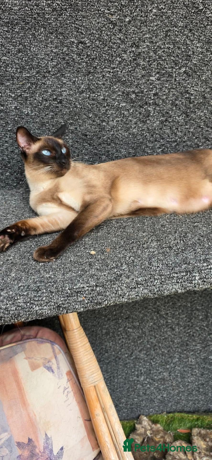 Siamese cats for sale: Stunning GCCF registered Siamese Kittens for sale - Advert 5