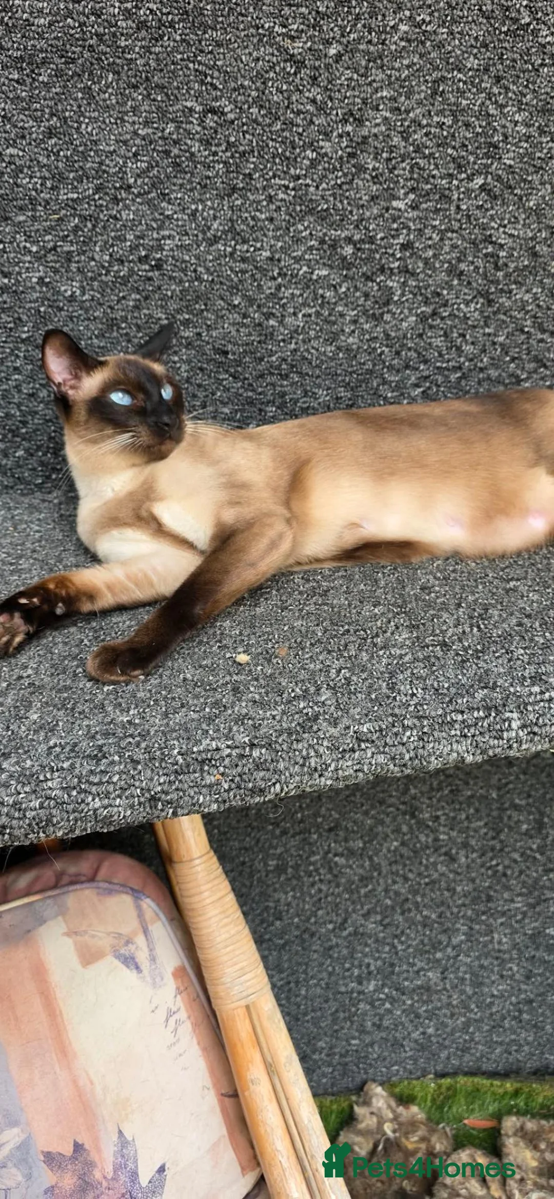 Siamese cats for sale: Stunning GCCF registered Siamese Kittens for sale - Advert 1