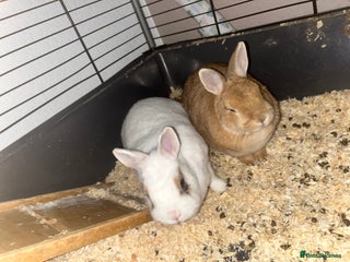 Netherland Dwarf rabbits 2 female dwarf rabbits - Advert 17