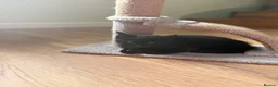 Mixed Breed cats for sale: Beautiful shiny black kittens and one tabby female - Advert 12