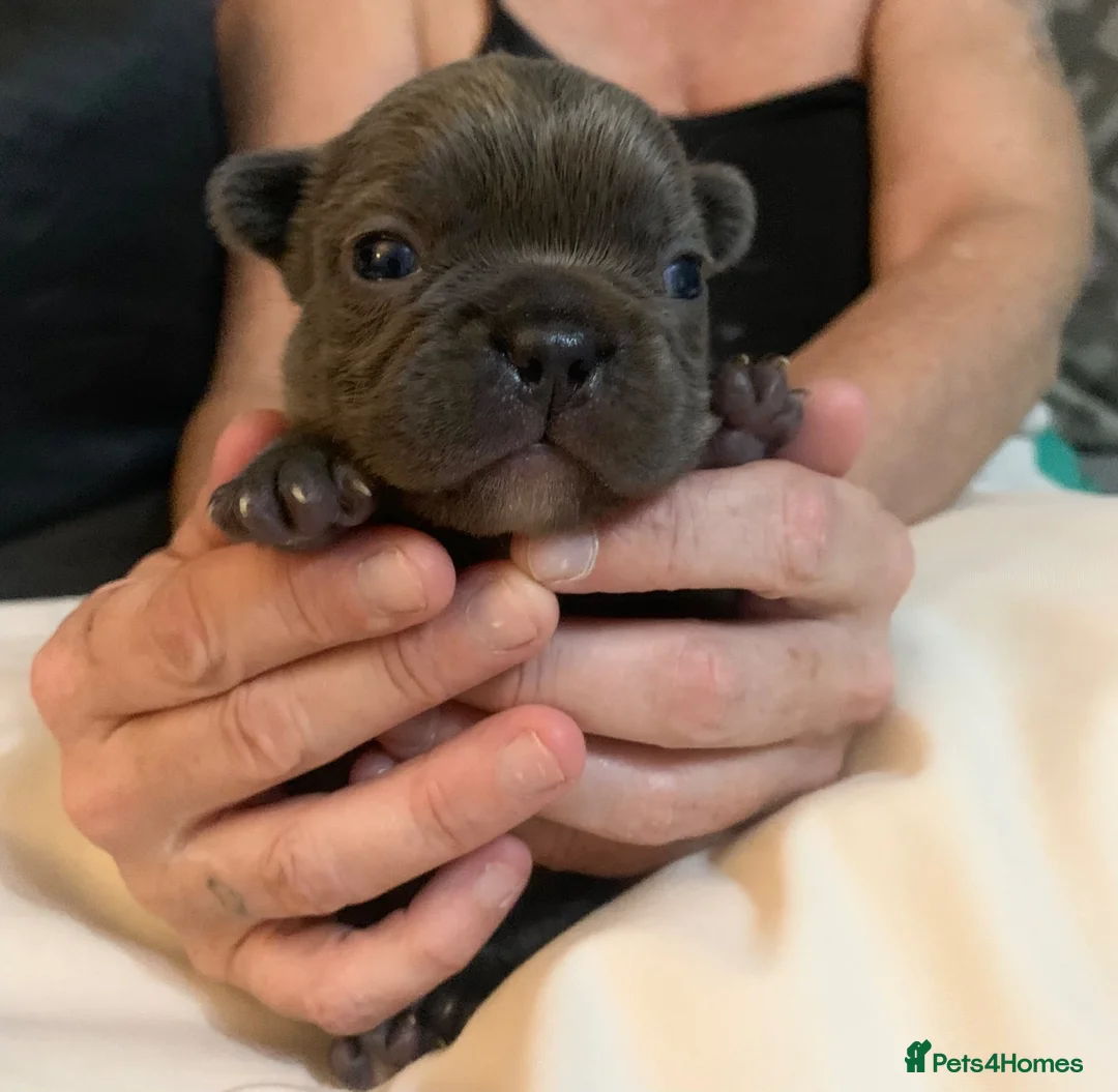 French Bulldog dogs for sale: aa blues lilacs  Frenchie pups  - Advert 2