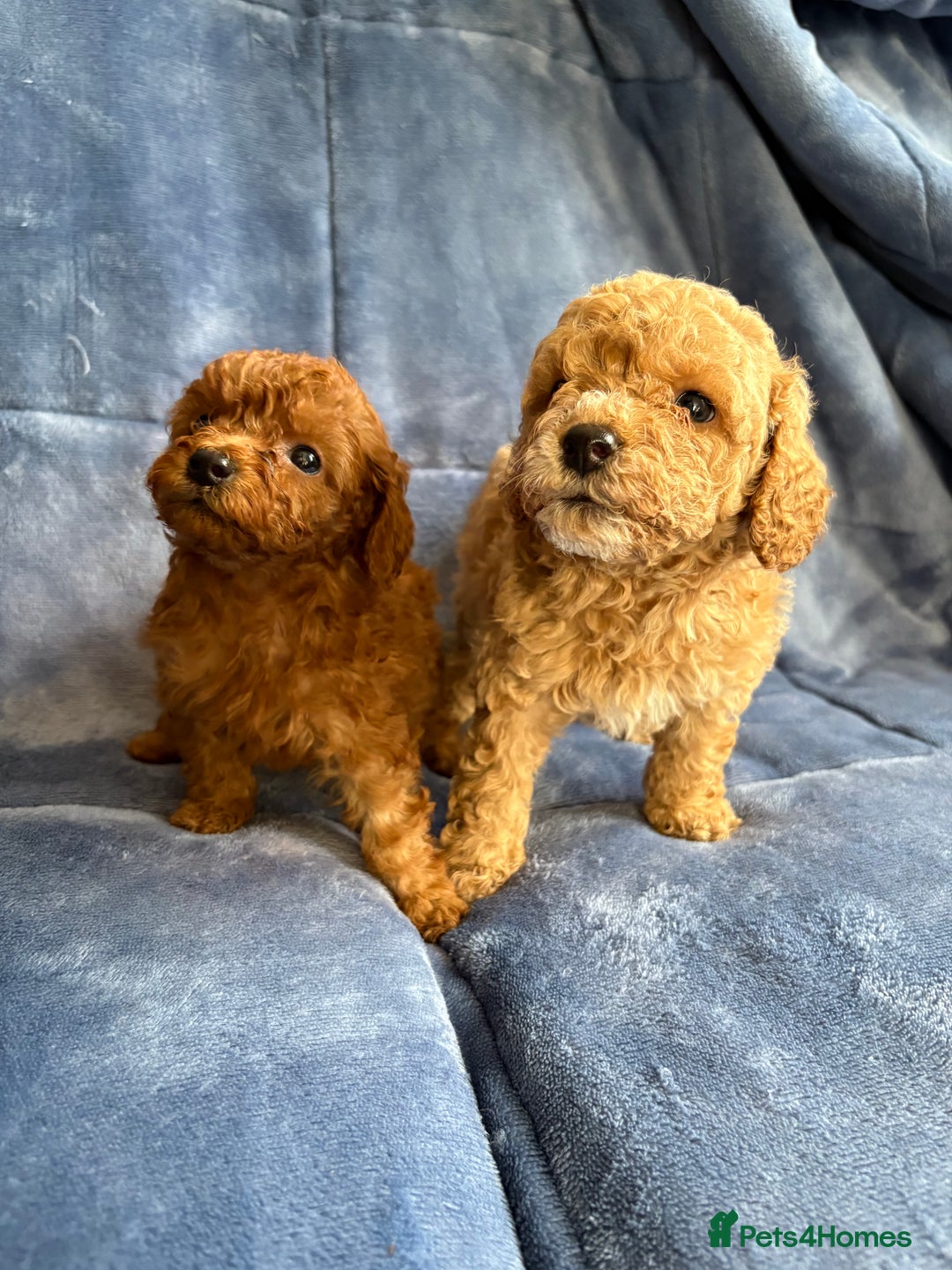 Cavapoo dogs for sale: Gorgeous cavapoo puppys - Image 5