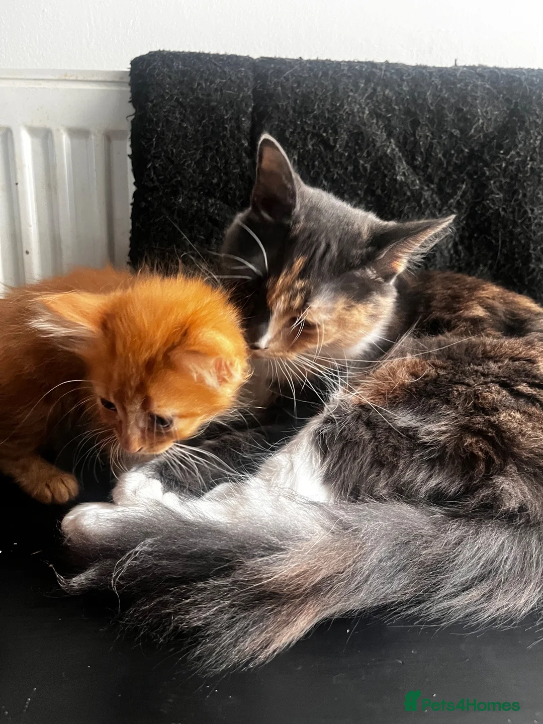 Mixed Breed cats for sale: 2 lovely raw fed kittens ready for a home in Doncaster - Advert 2