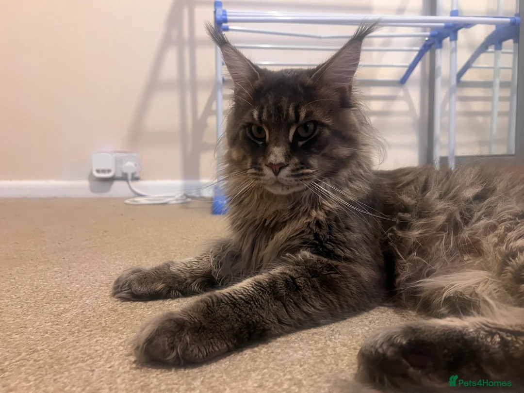 Maine Coon cats for sale: Maine coon kittens - Advert 10