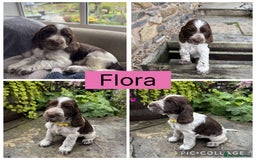 Cocker Spaniel dogs for sale: Show Type Cocker Spaniel pups  - Image 7