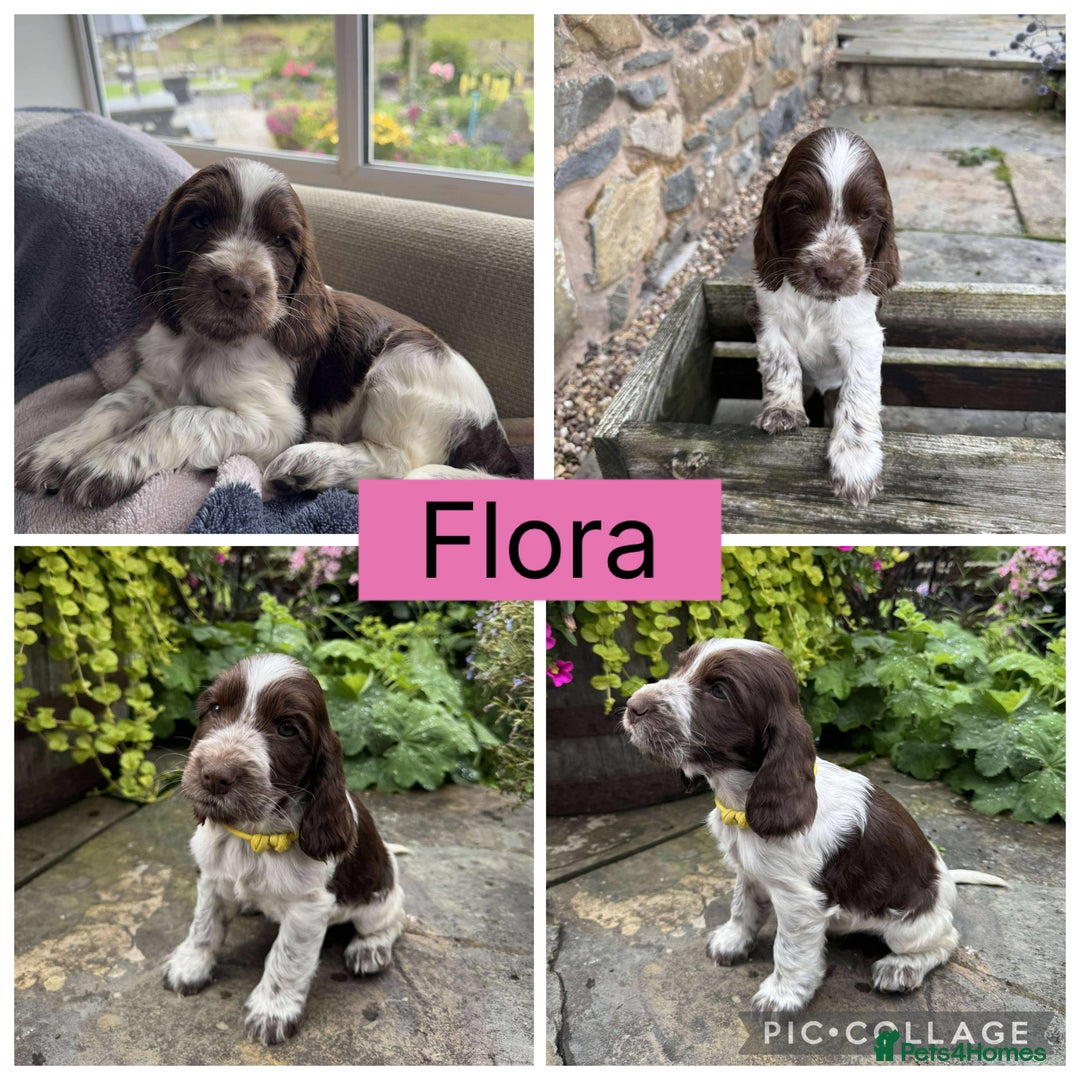 Cocker Spaniel dogs for sale: Show Type Cocker Spaniel pups  - Image 7