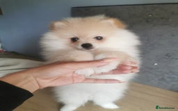 Pomeranian dogs for sale: Adorable Pomeranians 🩷🥰 - Image 3