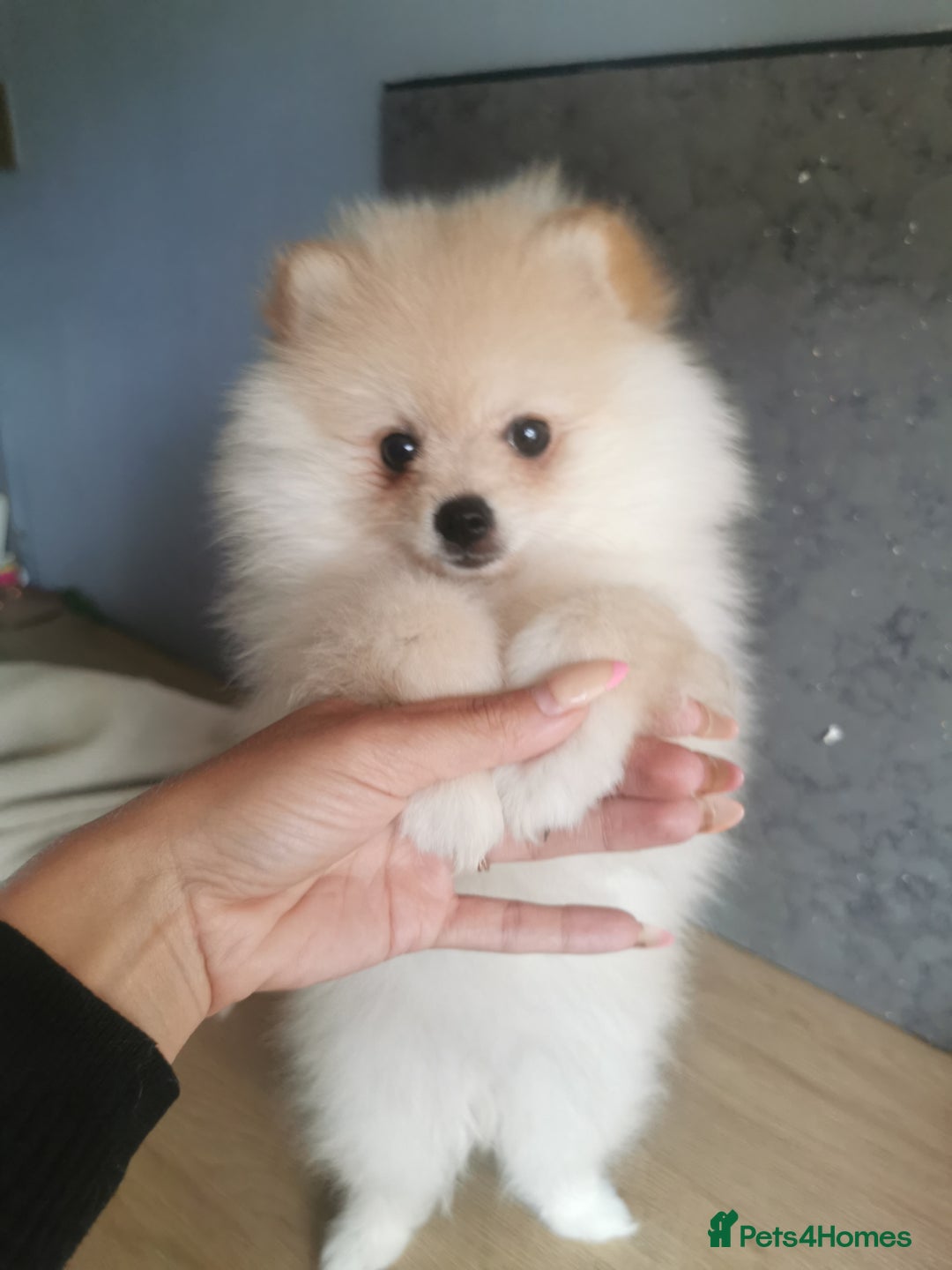 Pomeranian dogs for sale: Adorable Pomeranians 🩷🥰 - Image 3